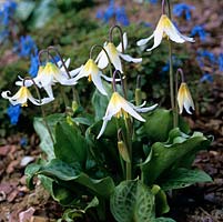 Erythronium 'Jeanette Brickell', dogs tooth violet, a bulbous perennial bearing pretty flowers in white and yellow in spring.