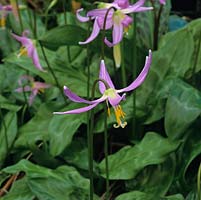 Erythronium revolutum hybrid, dogs tooth violet, a bulbous perennial bearing pretty flowers in violet in spring.