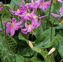 Erythronium dens-canis 'Lilac Wonder', dogs tooth violet, a bulbous perennial bearing pretty flowers in pink in spring.