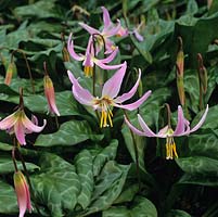 Erythronium 'Janice', dogs tooth violet, a bulbous perennial bearing pretty flowers in pink in spring.