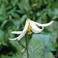 Erythronium oregonum, dogs tooth violet, a bulbous perennial bearing pretty flowers in creamy white in spring.
