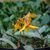 Erythronium  umbilicatum, a dogs tooth violet, a bulbous perennial bearing pretty flowers in yellow in spring.
