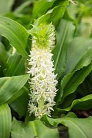 Eucomis zambesiaca, a hardy pineapple lily with pure white flowers which appear from early summer with a second surge of blooms in September.