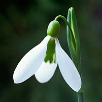 Galanthus 'Tubby Merlin', a robust snowdrop flowering in winter.
