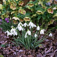 Galanthus 'Curly', an elegant snowdrop flowering in winter with markings on the inner tepals. In front of Helleborus x hybridus Ashwood Garden hybrids.