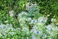 Eryngium x zabelii 'Jos Eijking' in a border with Thalictrum and Cerinthe major