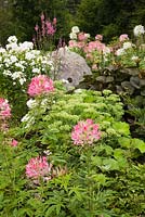 Cleome 'Pink Queen' - Spider flowers, Sedum - Stonecrops, Lilium 'Casablanca' - Lily and lichen covered rock in front yard country garden in summer, Quebec, Canada