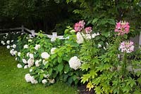 Cleome - Spider flowers and white Hydrangea aborescens 'Annabelle' bordered by a white wooden fence in front yard country garden in summer, Quebec, Canada