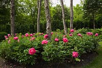 Pink Paeonia 'Karl Rosenfield' - Peony flowers in border in front yard country garden in summer, Quebec, Canada