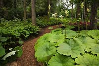 Cedar mulch path made through woodland with Petasites japonicus - Butterbur plants in front yard country garden in summer, Quebec, Canada