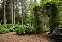 Cedar mulch path and wooden arbour bordered by Hosta and Petasites japonicus 'Purpureus' - Butterbur plants in front yard country garden in summer, Quebec, Canada