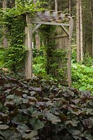Petasites japonicus 'Purpureus' - Butterbur plants and wooden pergola in front yard country garden in summer, Quebec, Canada
