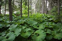 Petasites japonicus - Butterbur plants in border in front yard country garden in summer, Quebec, Canada