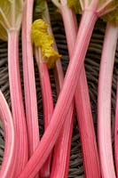 Pink stems of forced rhubarb in a basket