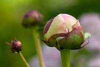 Paeonia lactiflora buds