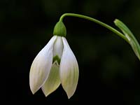 Galanthus 'Cowhouse Green', a snowdrop with green streaked outer petals cocooning inner petals with green markings.