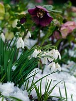 Galanthus - Snowdrops in snow, beneath a clump of hellebores.