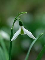 Snowdrop, a winter-flowering bulb.  A chance Galanthus seedling growing in the garden of Veronica Cross, a well-known C20 Galanthophile. Under trial. Very erect and structured. Two convolute leaves wrapped tight round stem.