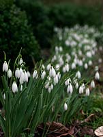 Galanthus 'St Annes' forms strong clumps lining a path. Snowdrop, a winter-flowering bulb. 