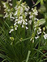 Hyacinthoides non-scripta Alba, white English bluebell, an uncommon bulb which flowers in spring, naturilising in woodland to create carpets of white.