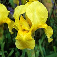 Iris germanica, a golden bearded iris flowering in late spring.