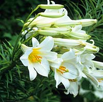 Lilium regale, regal lily, a vigorous summer flowering lily bearing up to 25 very fragrant, trumpet shaped white flowers. Tall growing up a metre in height.