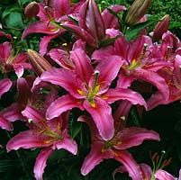 Lilium 'Stargazer', a magnificent, pink, scented lily that flowers in summer.