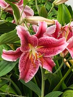 Lilium 'Miami', a rich, spotted pink oriental hybrid lily with gorgeous flowers.