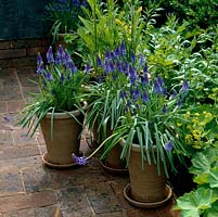 Three terracotta pots filled with Muscari armeniacum, a vigorous grape hyacinth flowering in spring which can become invasive.