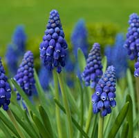 Muscari armeniacum 'Early Giant', grape hyacinth, a small bulb that flowers in winter with large, deep cobalt blue flowers. Naturalises well. Perfumed.
