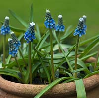 Muscari 'Mount Hood', grape hyacinth, a small bulb that flowers in winter with white florets atop the spike, above deep blues ones below. Striking.