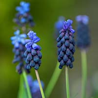 Muscari latifolium, a two-tone grape hyacinth which grows well in containers.