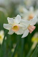 Narcissus 'Bell Song', a pretty, little daffodil with white, swept back outer petals framing a short, golden pink trumpet. Flowers in April. Fragrant.