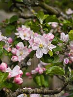 Malus domestica 'Blenheim Orange' - blossom of cordon trained apples in Spring