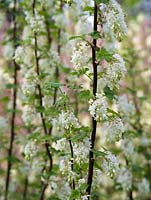 Ribes sanguineum 'Tydeman's White' - Flowering Currant