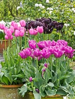 Tulipa 'Passionale', 'Don Quichotte' and 'Paul Scherer'