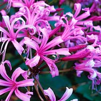 Nerine bowdenii, a bulbous perennial, bearing in autumn clusters of around 7 slightly scented, funnel-shaped bright pink flowers with recurving petals.