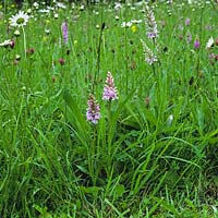 Dactylorhiza fuchsii, common spotted orchid, grows naturally in an ancient wildflower meadow.