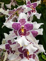Odontoglossum Beallara 'Tahomer Glacier', an evergreen orchid hybrid. Indoor plant.