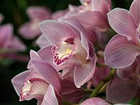 Cymbidium hybrid, an evergreen orchid that can bloom all through the dull winter months. Soft pink. Indoor plant.