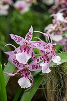 Aliceara Peggy Ruth Carpenter, a pink and purple spotted orchid. Not hardy.