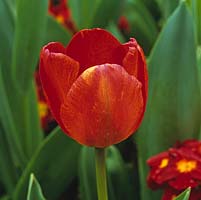 Tulipa Beauty of Apeldoorn, flowering in spring.