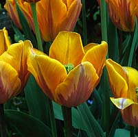 Tulipa 'Princess Irene', a bulb, a resilient, long-lasting, outstanding tulip flowering from early to mid spring. RHS Award of Garden Merit.