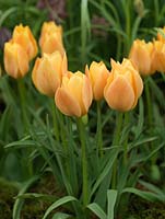 Tulipa batalinii 'Bronze Charm', a 25cm high tulip with flowers the colour of ripe peaches in spring.