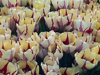 Tulipa 'World Expression', a late flowering tulip with red splashes on yellow which turns to white as the bloom matures. A tall, large flowered variety.