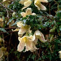Clematis cirrhosa, an evergreen early flowering climber, bearing creamy, red-flecked flowers from January.