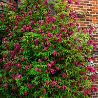 Clematis alpina Constance, an alpine variety, bears masses of semi-double, purplish pink flowers in spring. 