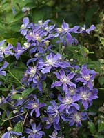 Clematis 'Arabella', vigorous climbing plant which flowers throughout summer bearing masses of small, deep mauve flowers fading to light blue.
