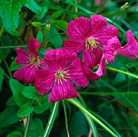 Clematis 'Abundance', viticella, small-flowered climber with open bell-shaped wine-red flowers in autumn.