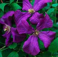 Clematis 'Cosmic melody', with curved back, purple petals. Flowers throughout summer. Herbaceous.